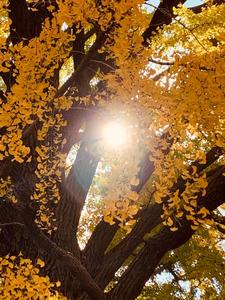 【お題】何歳までクリスマスプレゼントもらってた？