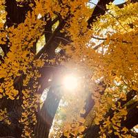 【お題】何歳までクリスマスプレゼントもらってた？