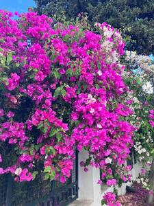 【お題】好きな香り