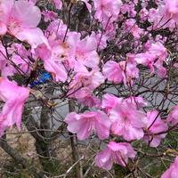 【お題】無痛分娩？自然分娩？