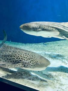 あけましておめでとうございます（ました）