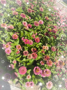 すきなこと