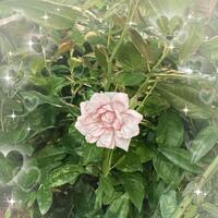 ご予約ありがとうございます