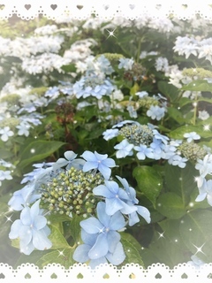 紫陽花