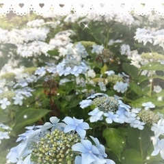 紫陽花