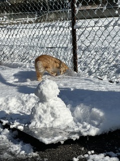 雪と猫と雪だるま