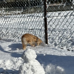 雪と猫と雪だるま