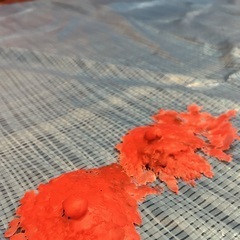 なんでしょうっ！！