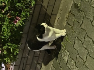 にゃん！