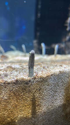 さかなさかなさかな