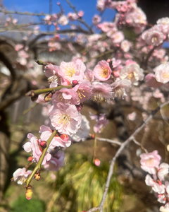 出勤しました！