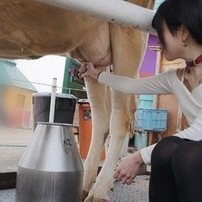 はじめての乳搾り