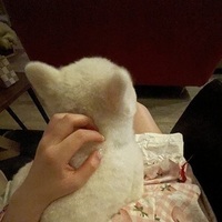 犬は世界を救う