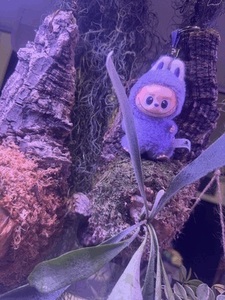 も