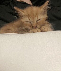 しあわせ