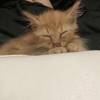 しあわせ