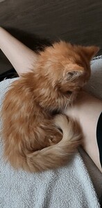 癒される