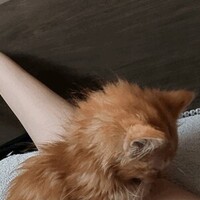 癒される
