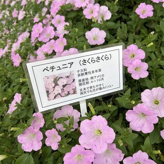 さくらの花