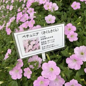 さくらの花