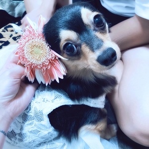 うちの子の、、。