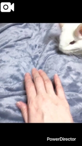 毛皮と着るコタツ