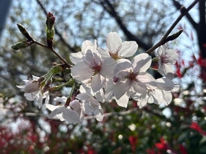 いじめられて興奮して〇〇〇〇ぬぷぬぷになって...🤭