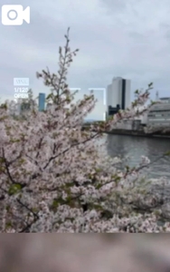 桜のピンクって優しくて癒されますよね🤭