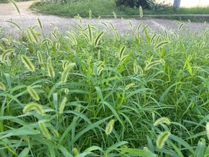 今日も楽しかったです🐕