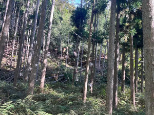 陳謝