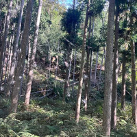 陳謝
