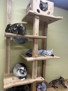 チャットGPT🙆‍♀️