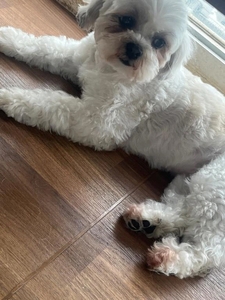 🐶