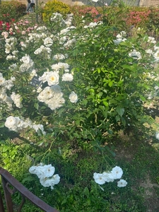 ☀️