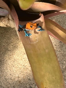 しゅっきん🦖🦖
