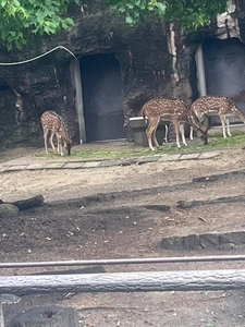 🦒