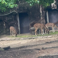 🦒