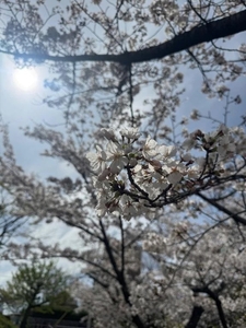 ‪✿出勤しております‪✿