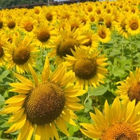 ‪✿お知らせ‪✿