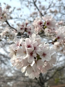 春🌸
