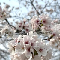 春🌸