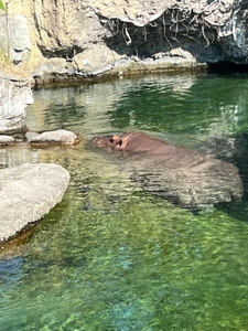 しゅっ( ^-^)⊃≡